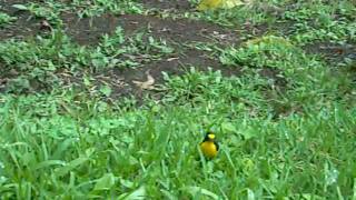preview picture of video 'Cute Yellow Bird by Bamboo at MonteVerde in Costa Rica - what is it?'