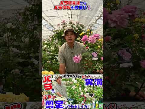 低木のバラを正しくカットする トピックス