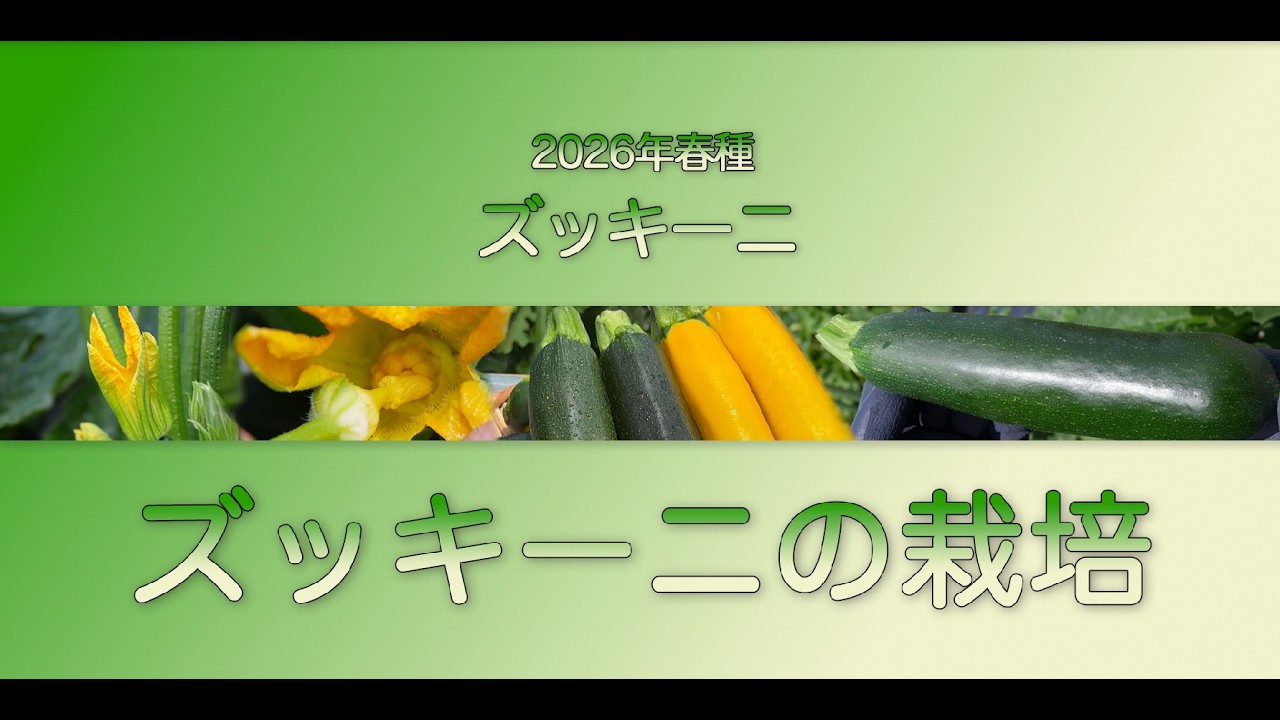 【野菜】ズッキーニの栽培　一代交配『ダイナーEX』『オーラムEX』
