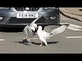 SEAGULL FIGHT MÖWEN KAMPF In Truro Cornwall UK