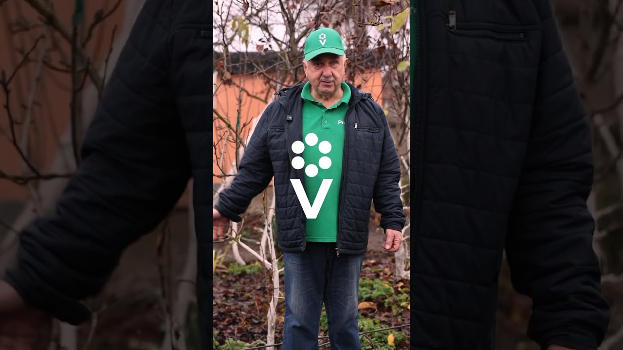 Вот почему нужно белить деревья перед зимой! От трещин, морозобоин и даже рака