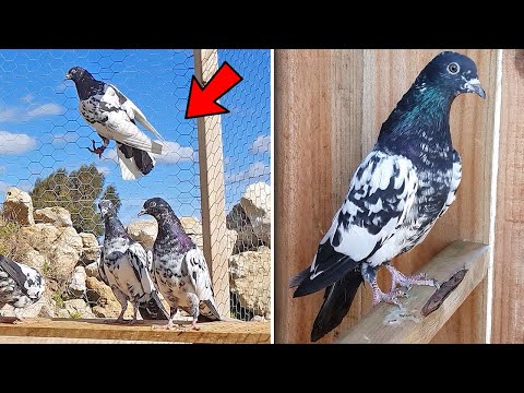 FIRST PAKISTANI HIGH FLYER TEDDY PIGEONS!!