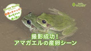 【HondaWoods presents】動画でキャッチ！ 自然の大図鑑「アマガエルの産卵シーン」