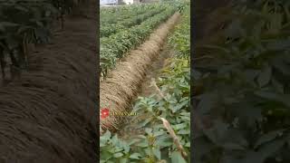 Download lagu pintarnya petani Cina menanam cabai #shortsvideo #fruit #tanamanhits #cabai mp3