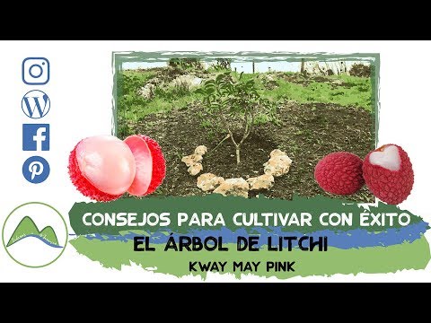 , title : 'Cómo plantar y cultivar con éxito el árbol de litchi o lichi | LdN'