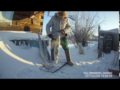 Способ чистки щуки и налима на морозе - 40 градусов Yakutia