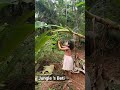 Jungle Ki Beti She ️ Nature Kerala Viralvideo Forest Fruits Trees Daughter Shortsfeed