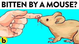 What To Do If You’re Bitten By A Mouse