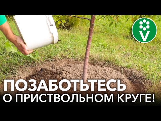ВНЕСИТЕ ЭТО В ПРИСТВОЛЬНЫЙ КРУГ ОСЕНЬЮ и деревья и кустарники удвоят урожай