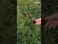 Dahliaoogst blijft flink achter; paniek in corsoland?! | RTV Oost
