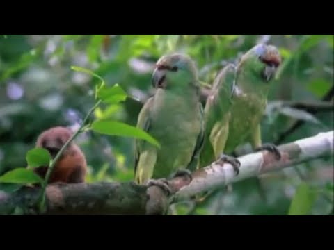 Elastic Bond - La Curandera