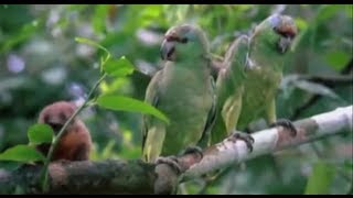 Elastic Bond - La Curandera