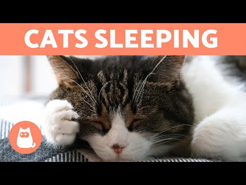 CATS SLEEPING Facts About Cat Sleep Compilation - YouTube