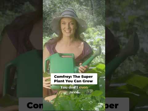 Grow Your Own Fertilizer with Comfrey-Permaculture Secrets!