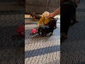 Miniature Dachshund dogs for sale: Tanner - Video 1