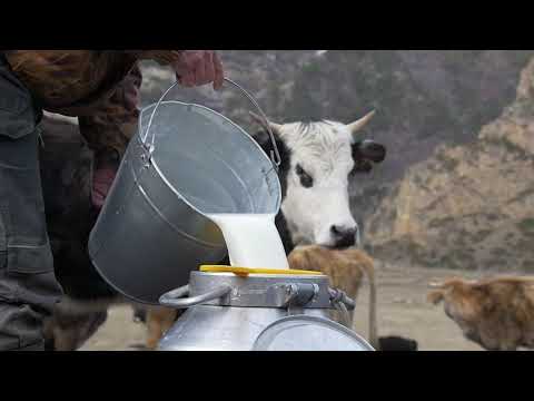 Herbolive cattle feed supplement, 2 year, packaging size: 20...