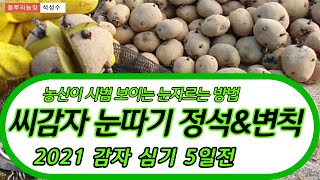 씨감자 눈 자르기 정석 & 변칙 눈따기 [감자재배기술] 2021년
