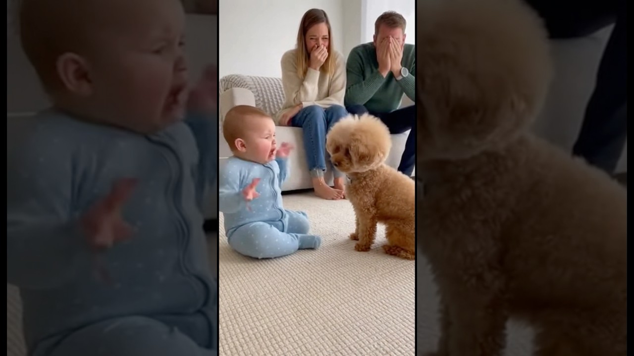 楽しみにしてたお菓子を犬に隠され本気で怒る赤ちゃん👶🐩#dog #baby #cute #funny #shorts #shortvideo #赤ちゃん