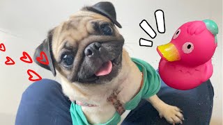 【パグ/Vlog】うちのPugが遊ぶときはこんな感じ。みなさんはどんな感じでちか?