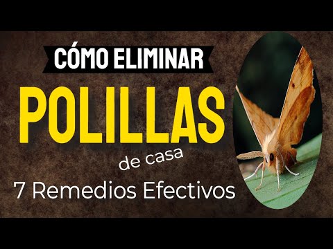✔️ ¿CÓMO ELIMINAR LAS POLILLAS DE CASA? 7 REMEDIOS EFECTIVOS -