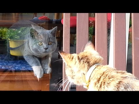 British Shorthair Kitten Kesha was attacked by neighbour's cat Molly through the window