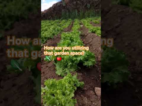 Transplanting vegetables kitchengarden gardening kitchengarden vegetablefarming farmingtips