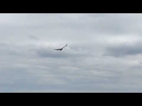 Red Tail Hawk Grabs little bird
