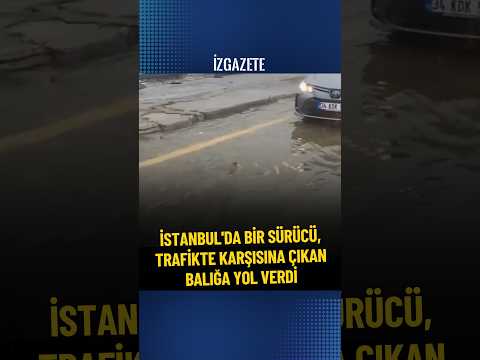 İstanbul'da bir sürücü, trafikte karşısına çıkan balığa yol verdi #istanbul #trafik