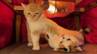 こたつの中のぞいたら揉めてた猫たち #shorts