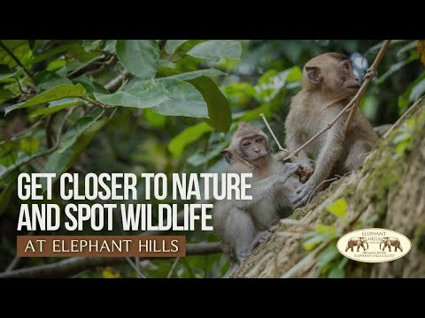 Get Closer to Nature and Wildlife at Elephant Hills