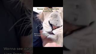 Never Let A Lion Lick Your Arm #ouch