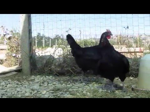 Fattoria il bruco - Gallina nera atriana