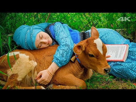 Migration of Tirgil Family to the hamlet | Documentary