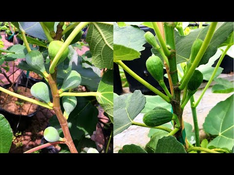 Want Better Tasting Figs? | Why the Shape of the Fig is Critical for Fruit Quality