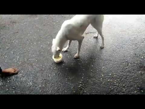 Dog 20th June report(4)