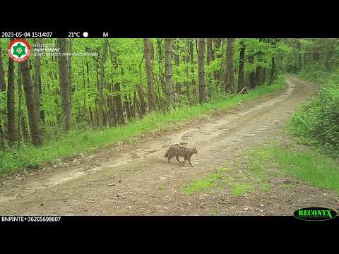 Vadmacskák Nógrádban