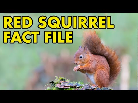 Red Squirrel: Fact File (British Wildlife Facts)
