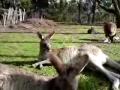Kangaroos In Brisbane