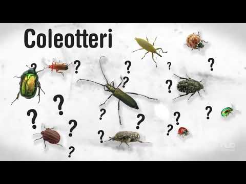 A look at invertebrates