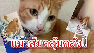 ใครคิดจะเลี้ยงแมวส้มดูไว้เถิด พลังทำลายล้างสูง คลุ้มคลั่ง