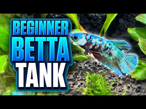 A Beginner-Friendly Betta Fish Tank Setup Anyone Can Build!