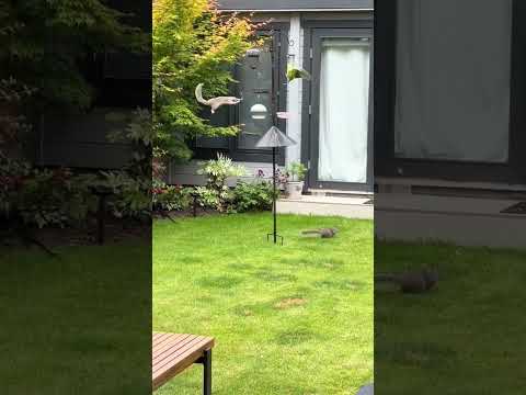 A Great Squirrel-Proof Bird Feeding Station