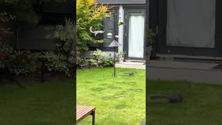 A Great Squirrel-Proof Bird Feeding Station