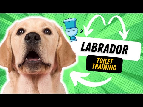 How To Potty Train Your Labrador Puppy Fast