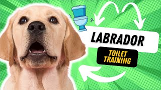 How To Potty Train Your Labrador Puppy Fast