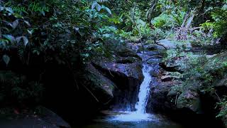 Download lagu KICAU BURUNG & GEMERCIK AIR TERJUN DI DALAM HUTAN mp3