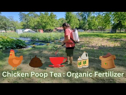 , title : 'Chicken Poop Tea | Chicken Manure Fertilizer'