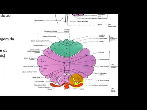 VÍDEO AULA DE CEREBELO PARTE 1   ANATOMIA E FUNÇÕES