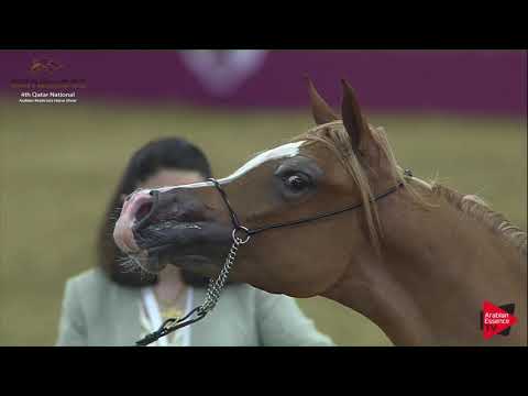 N.26 KAWKAB AL NOOF - 2019 Qatar Nat. Peninsula show - Yearling Fillies (Class 1B) .mp4