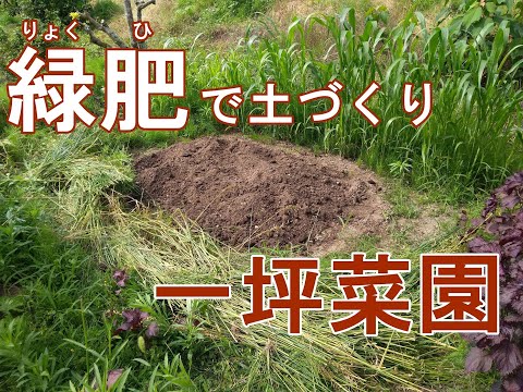 園芸 栽培ソルガム、コモンソルガム